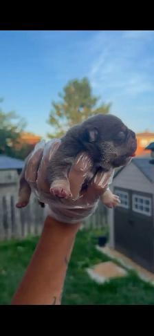 AMERICAN MICRO PUPP