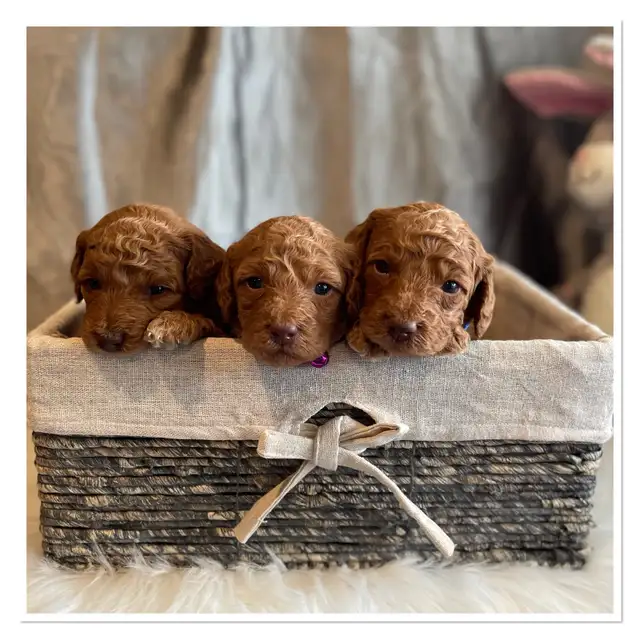 ❤️Premium Mini Doodle puppies❤️