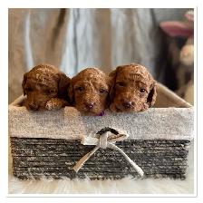 ❤️Premium Mini Doodle puppies❤️