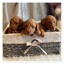 ❤️Premium Mini Doodle puppies❤️ - Photo 2