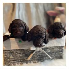 ❤️Premium Mini Doodle puppies❤️ - Photo 3
