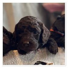 ❤️Premium Mini Doodle puppies❤️ - Photo 4