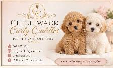 ❤️Premium Mini Doodle puppies❤️ - Photo 5