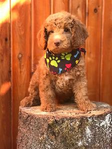 ❤️Premium Mini Doodle puppies❤️ - Photo 6