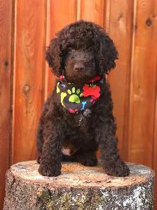 ❤️Premium Mini Doodle puppies❤️ - Photo 7