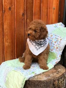 ❤️Premium Mini Doodle puppies❤️ - Photo 8