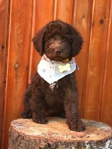❤️Premium Mini Doodle puppies❤️ - Photo 9