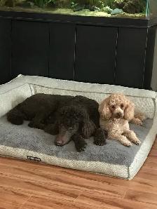 ❤️Premium Mini Doodle puppies❤️ - Photo 10