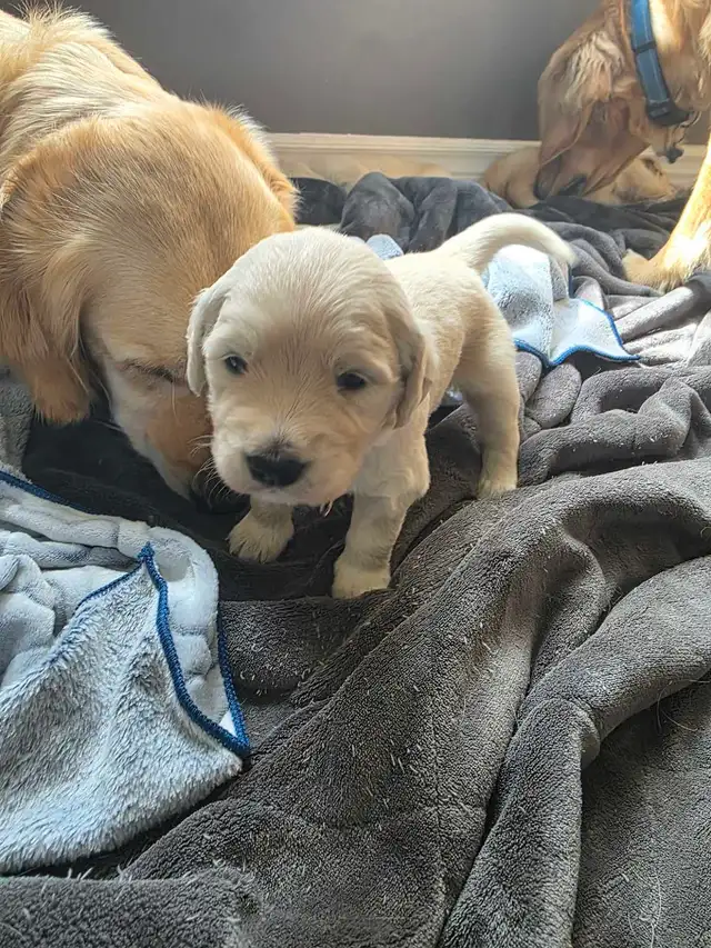 female Golden retriever purebred