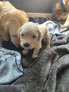 female Golden retriever purebred