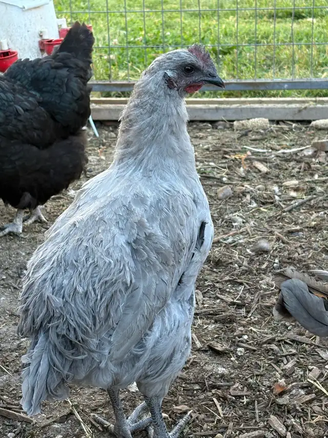 lavender Orpington rooster