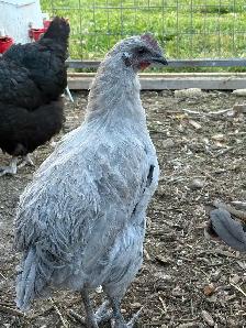 lavender Orpington rooster