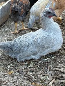 lavender Orpington rooster - Photo 2
