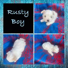 Tiny Adorable Biewer Yorkie - Photo 2