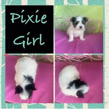Tiny Adorable Biewer Yorkie - Photo 3
