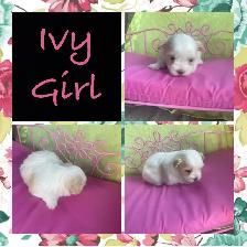 Tiny Adorable Biewer Yorkie - Photo 4