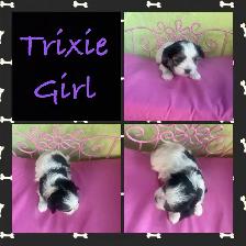 Tiny Adorable Biewer Yorkie - Photo 5