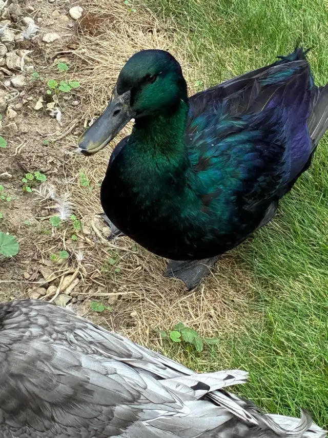 Cayuga ducks