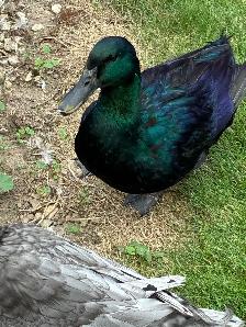 Cayuga ducks