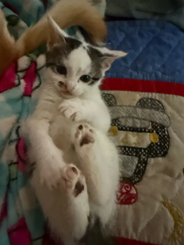 Babys ready in 2 weeks beautiful BLUE EYES