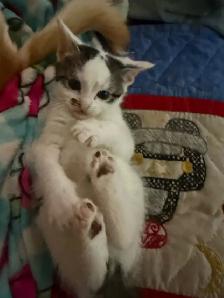 Babys ready in 2 weeks beautiful BLUE EYES
