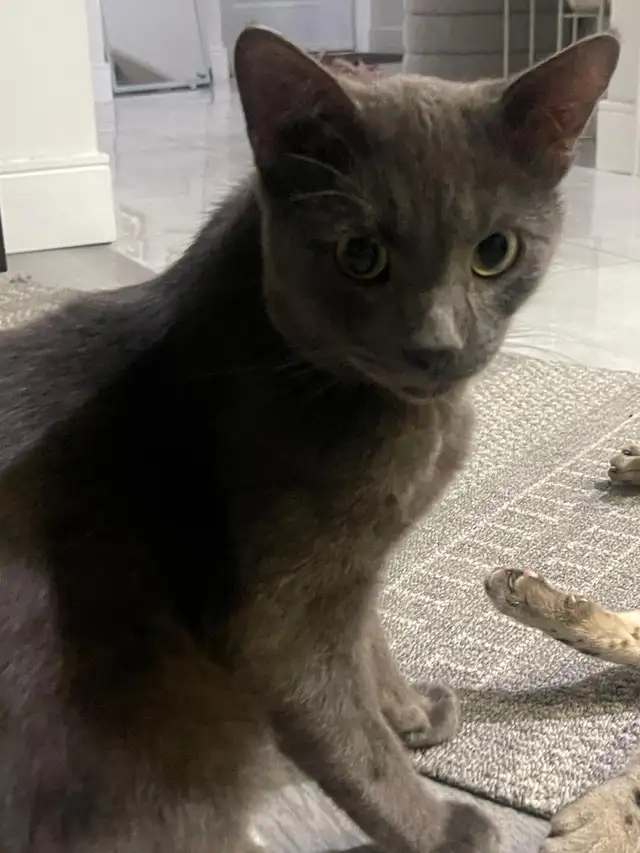 Grey Tabby Kitten