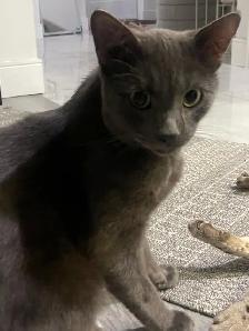 Grey Tabby Kitten
