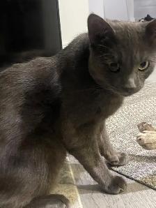 Grey Tabby Kitten - Photo 2