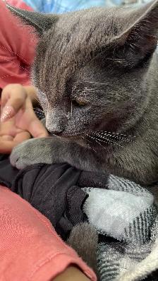 Grey Tabby Kitten - Photo 3