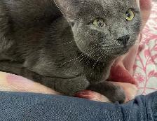 Grey Tabby Kitten - Photo 4