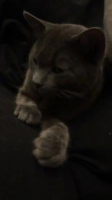 Grey Tabby Kitten - Photo 5