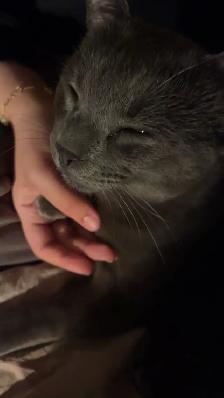 Grey Tabby Kitten - Photo 6