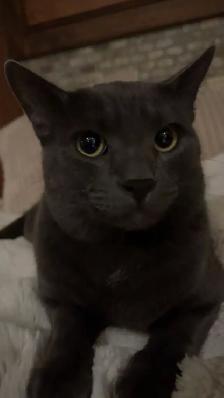 Grey Tabby Kitten - Photo 7
