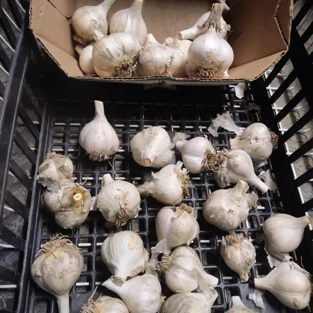 Norfolk Ontario homegrown fresh garlic