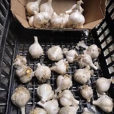 Norfolk Ontario homegrown fresh garlic