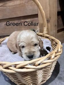 English Cocker Spaniel Puppies
