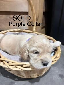 English Cocker Spaniel Puppies - Photo 2