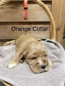 English Cocker Spaniel Puppies - Photo 3