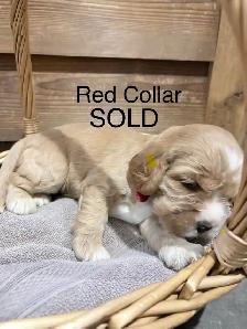 English Cocker Spaniel Puppies - Photo 4