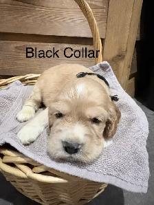 English Cocker Spaniel Puppies - Photo 5