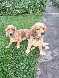 English Cocker Spaniel Puppies - Photo 6