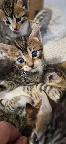 Chaton bengale - Photo 2