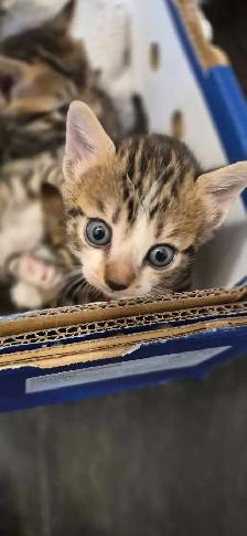 Chaton bengale - Photo 3