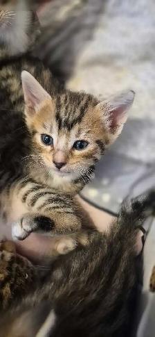 Chaton bengale - Photo 4