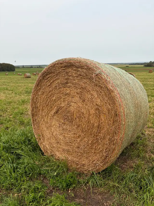 Hay for sale