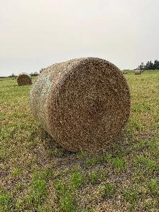 Hay for sale - Photo 2