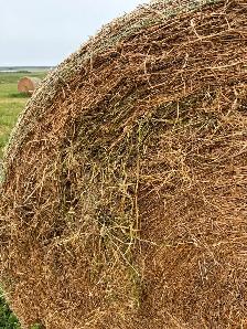 Hay for sale - Photo 3