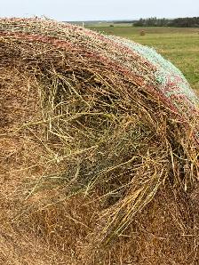 Hay for sale - Photo 4