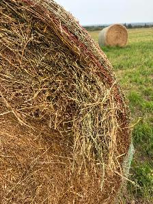 Hay for sale - Photo 5
