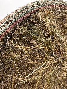 Hay for sale - Photo 6